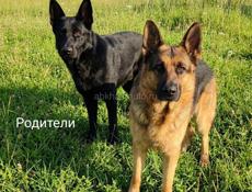 Щенки немецкие овчарки