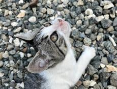 Котенок в добрые руки