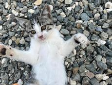 Котенок в добрые руки