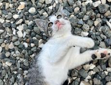 Котенок в добрые руки