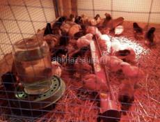 Продаются 10-ти дневные цыплята ,150 р 