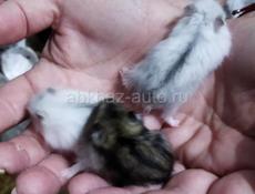 Джунгарские хомяки