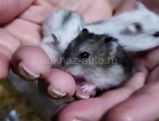 Джунгарские хомяки