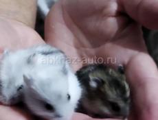 Джунгарские хомяки