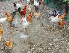 Продаётся домашние куры