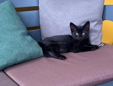 Отдам 🐈‍⬛ кота в добрые руки 