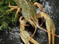 ЖИВЫЕ РАКИ 🦞 