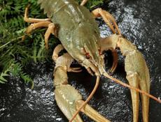 ЖИВЫЕ РАКИ 🦞 