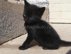 Котенок
