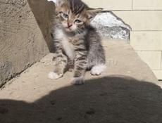 Котенок