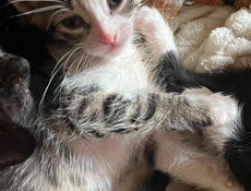 отдам котят 