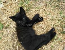 отдам котят 
