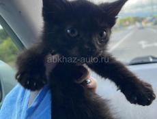 В дар два чудесных котёнка)) Белый - мальчик, черный - девочка 
