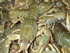 🦞 🦞 🦞 ЖИВЫЕ РАКИ 🦞 🦞 🦞 