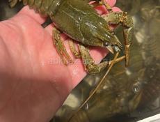🦞 🦞 🦞 ЖИВЫЕ РАКИ 🦞 🦞 🦞 