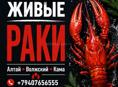 🦞 ЖИВЫЕ РАКИ 🦞 