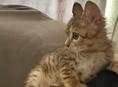 Кошечка ищет дом