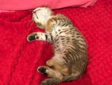 Кошечка ищет дом