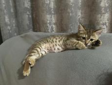 Кошечка ищет дом