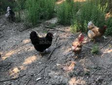 Продаю куры