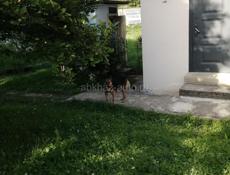 ВОСТОЧНО-ЕВРОПЕЙСКАЯ ОВЧАРКА 