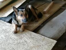 ВОСТОЧНО-ЕВРОПЕЙСКАЯ ОВЧАРКА 