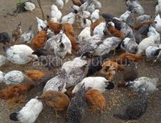 Продаются куры и петухи
