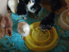 Цыплята 