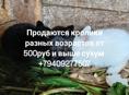 Кролики 