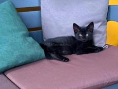 Отдать в добрые руки котика 