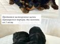 Щенки йоркширского терьера