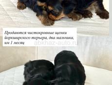 Щенки йоркширского терьера