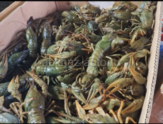 🦞 ЖИВОЙ РАК 🦞 
