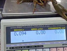 🦞 ЖИВОЙ РАК 🦞 