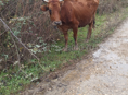 Бычки Козы 🐐 Коровы 🐄 