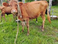 Молодняк
