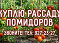 Куплю рассаду