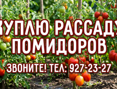 Куплю рассаду