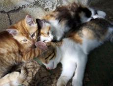 Котята в добрые руки