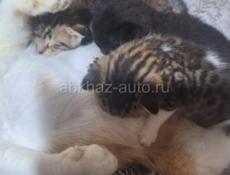 Отдам котят в хорошие руки 