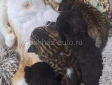 Отдам котят в хорошие руки 