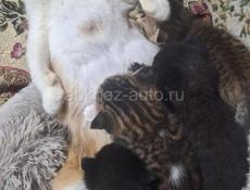 Отдам котят в хорошие руки 