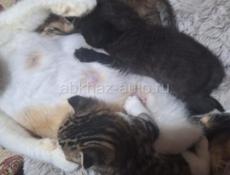 Отдам котят в хорошие руки 