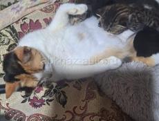 Отдам котят в хорошие руки 