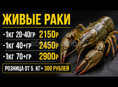 Живые раки 