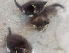 Котята беспоатно