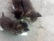 Котята беспоатно