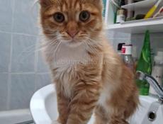 ПОТЕРЯЛСЯ КОТЁНОК 🥺
