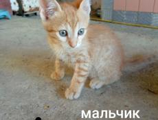 Отдаются в добрые ручки котята