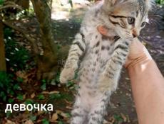 Отдаются в добрые ручки котята